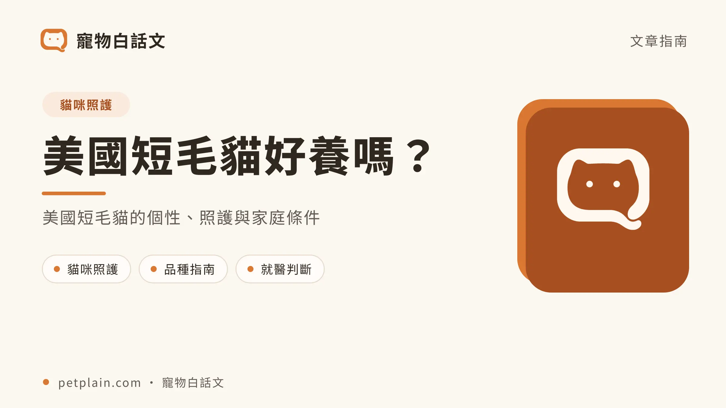 美國短毛貓文章封面,對應〈美國短毛貓好養嗎?個性、壽命、常見疾病與飼養費用〉
