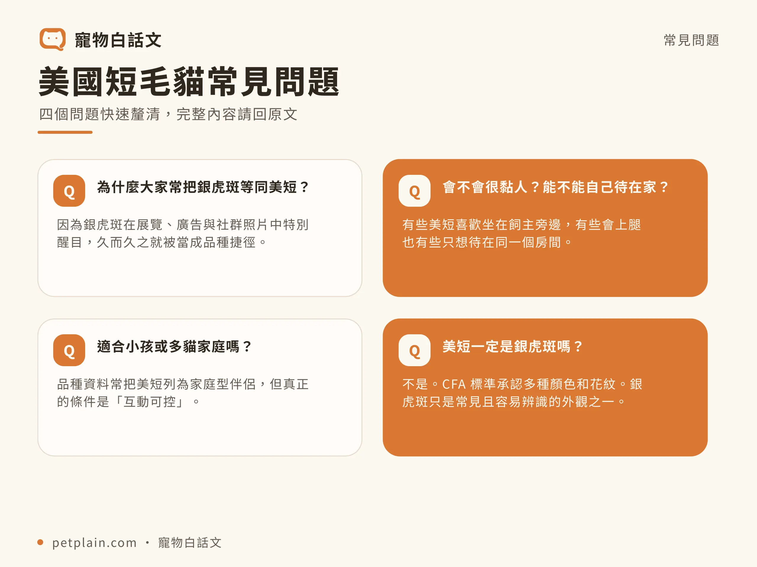 美國短毛貓常見問題資訊圖，對應〈美國短毛貓好養嗎？個性、壽命、常見疾病與飼養費用〉