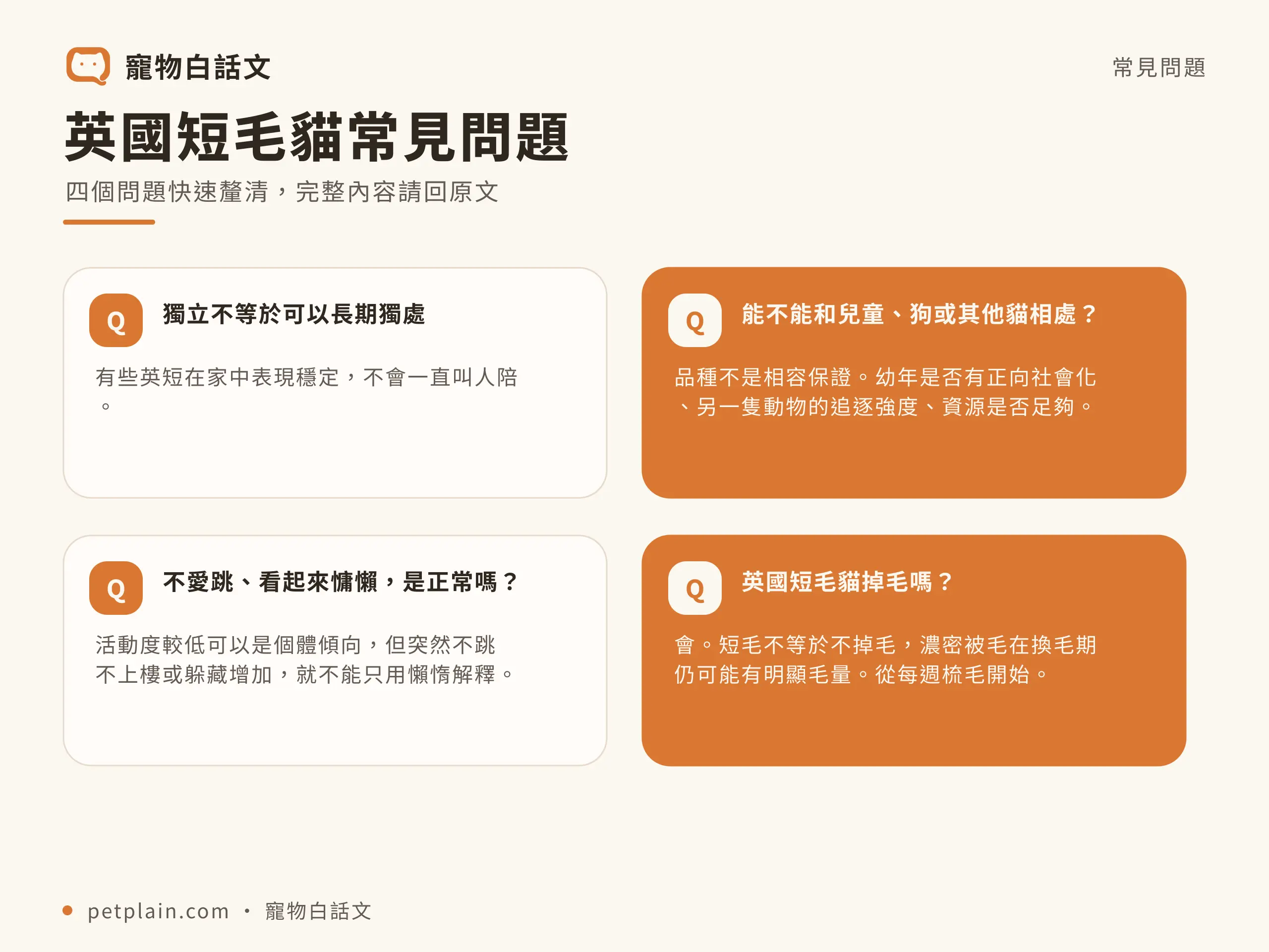 英國短毛貓常見問題資訊圖，對應〈英國短毛貓好養嗎？個性、壽命、常見疾病與飼養費用〉